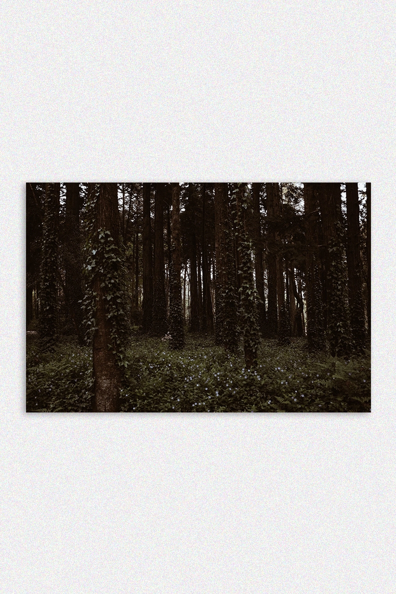 All Forests Are Evil At Night