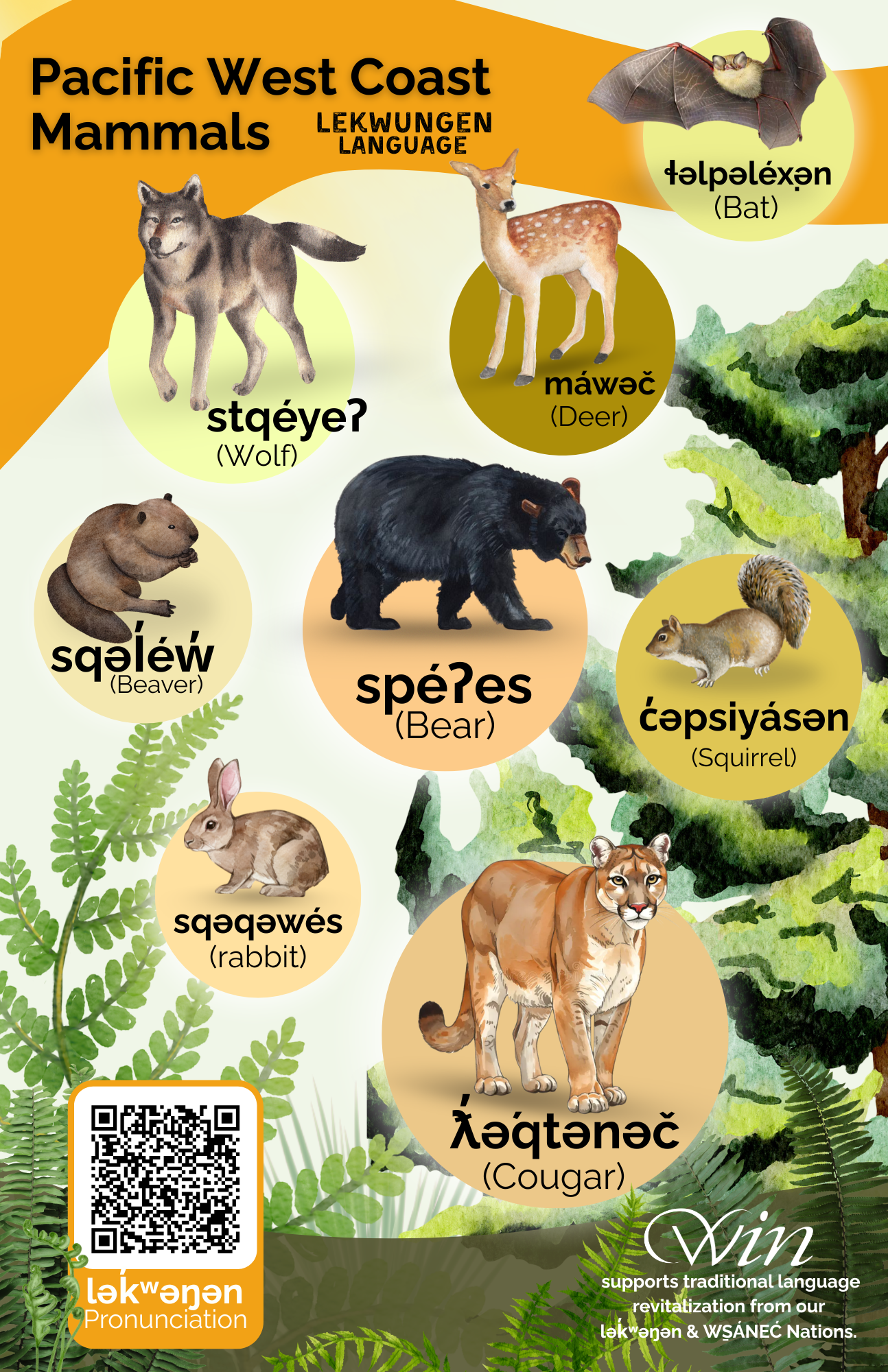 Pacific West Coast Mammals