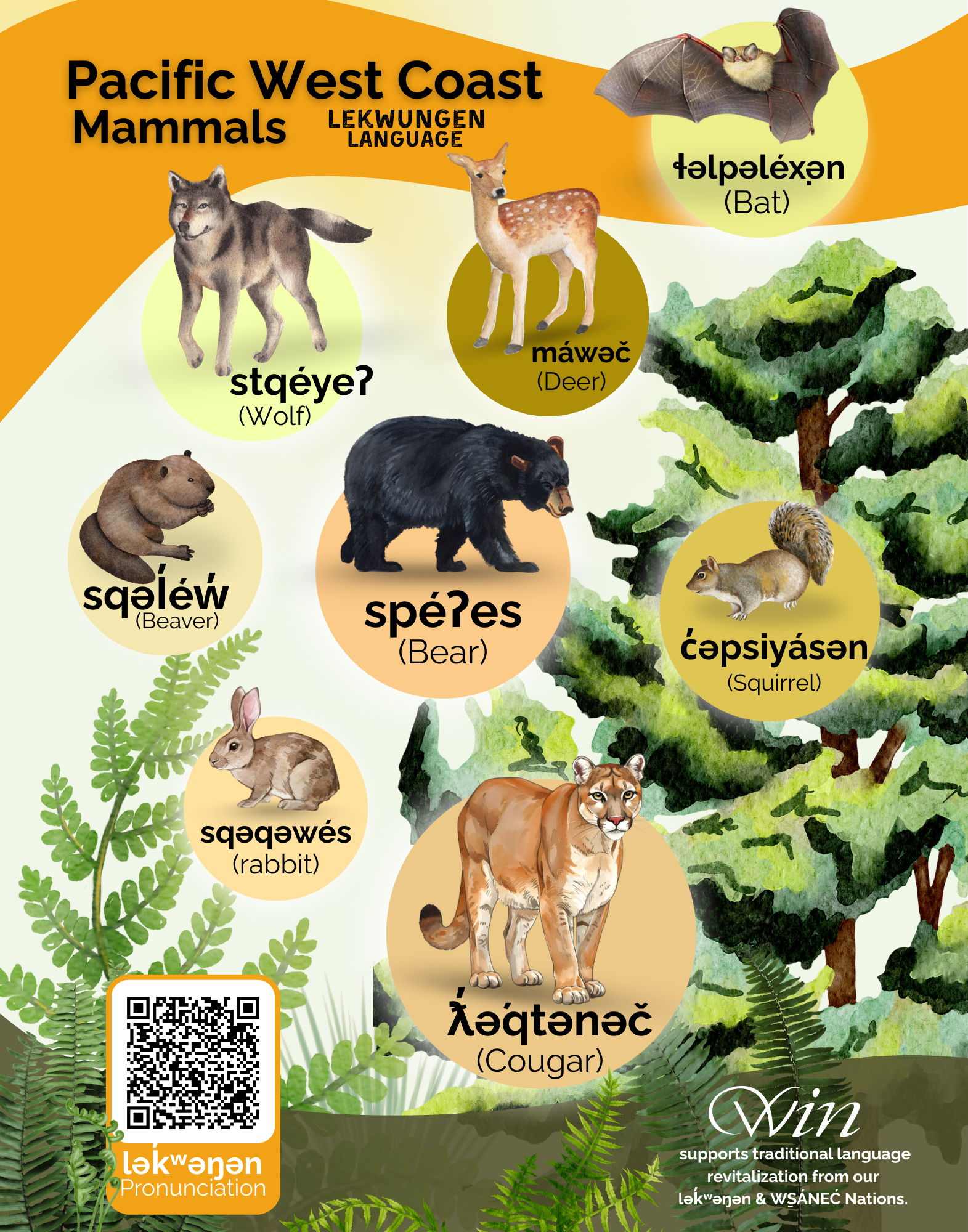 Pacific West Coast Mammals