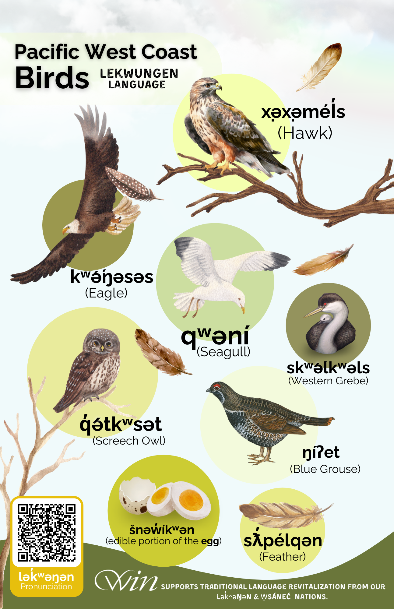 Pacific West Coast Birds