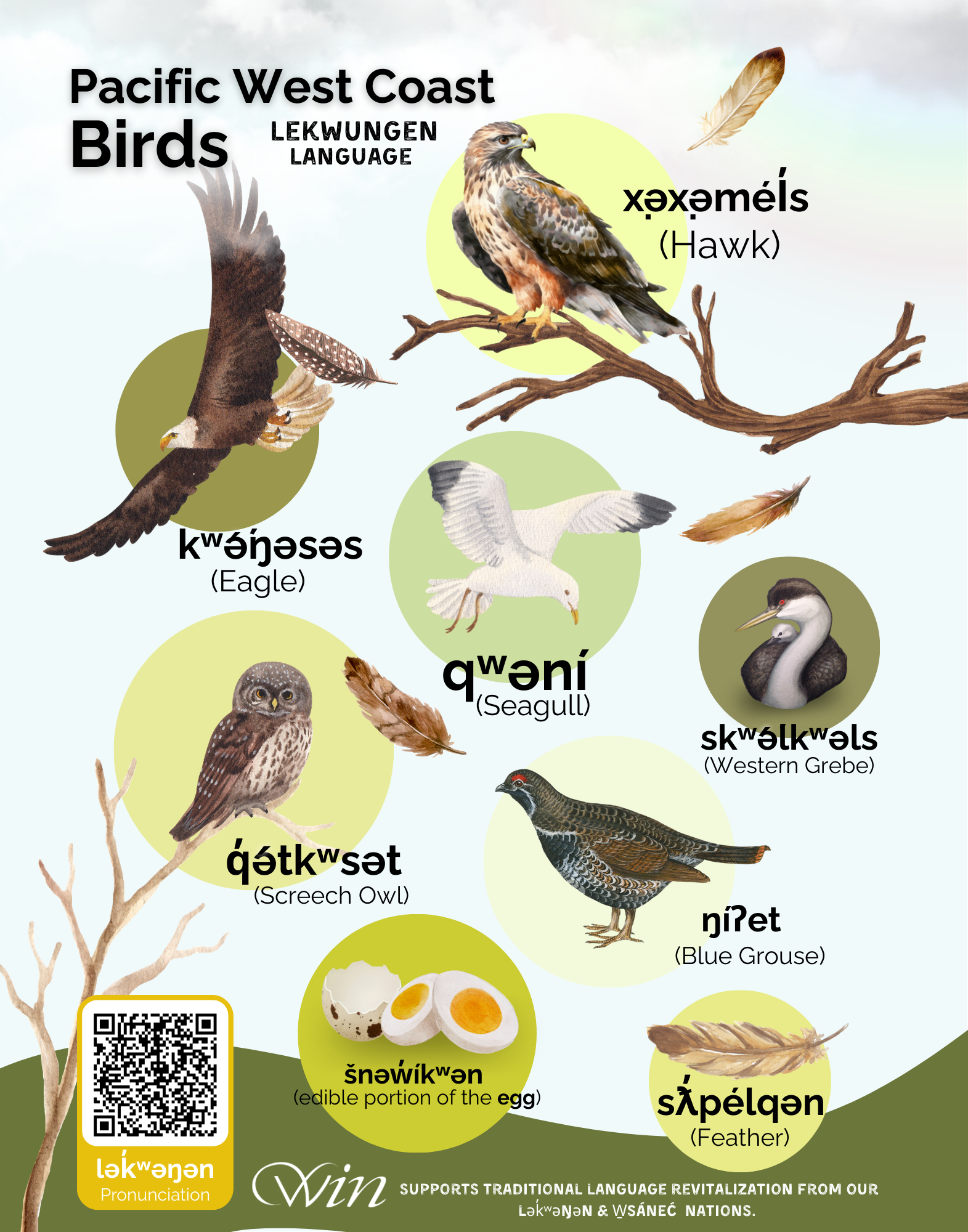 Pacific West Coast Birds