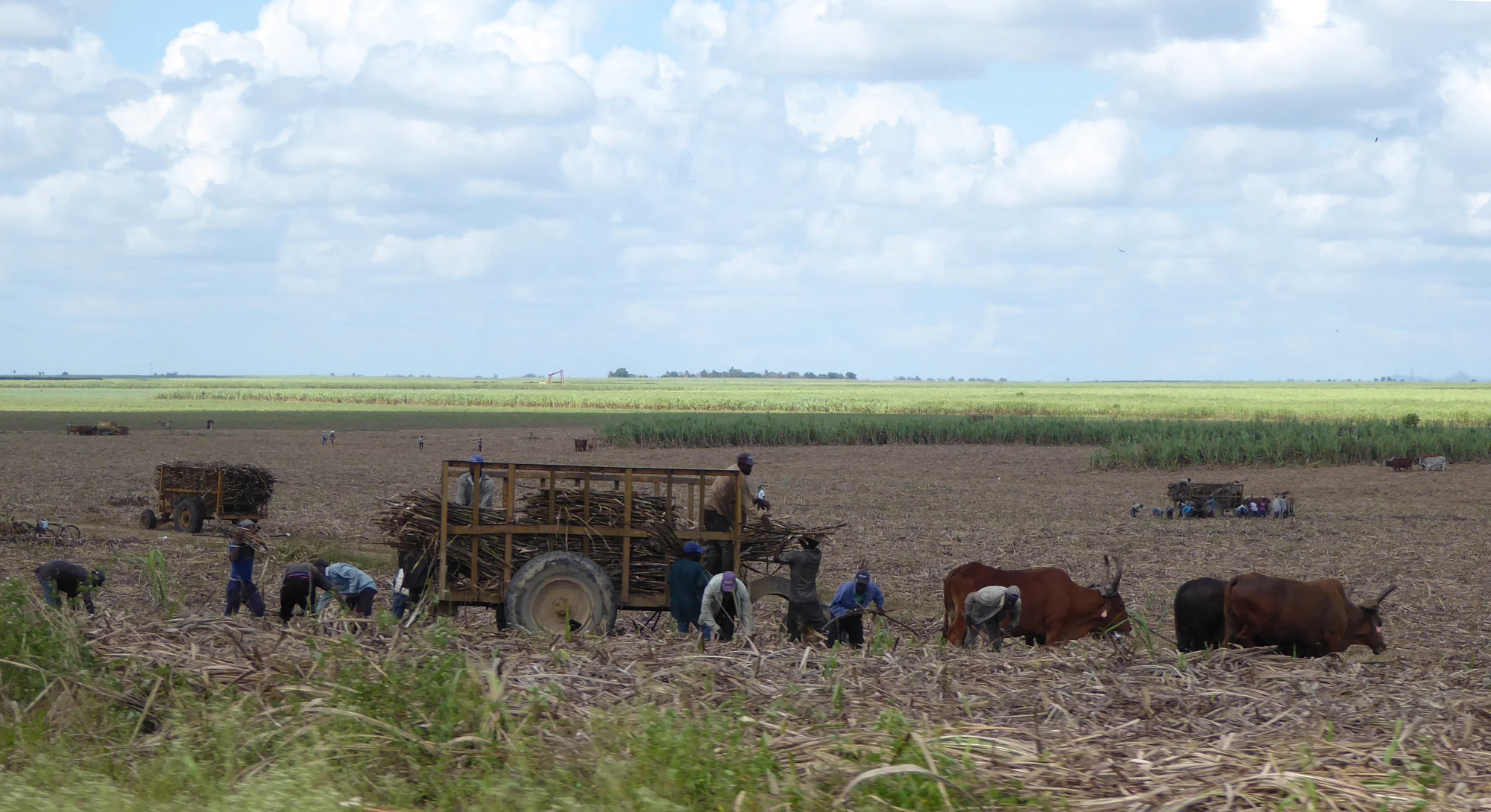 punta-cana-sugar-cane.jpg
