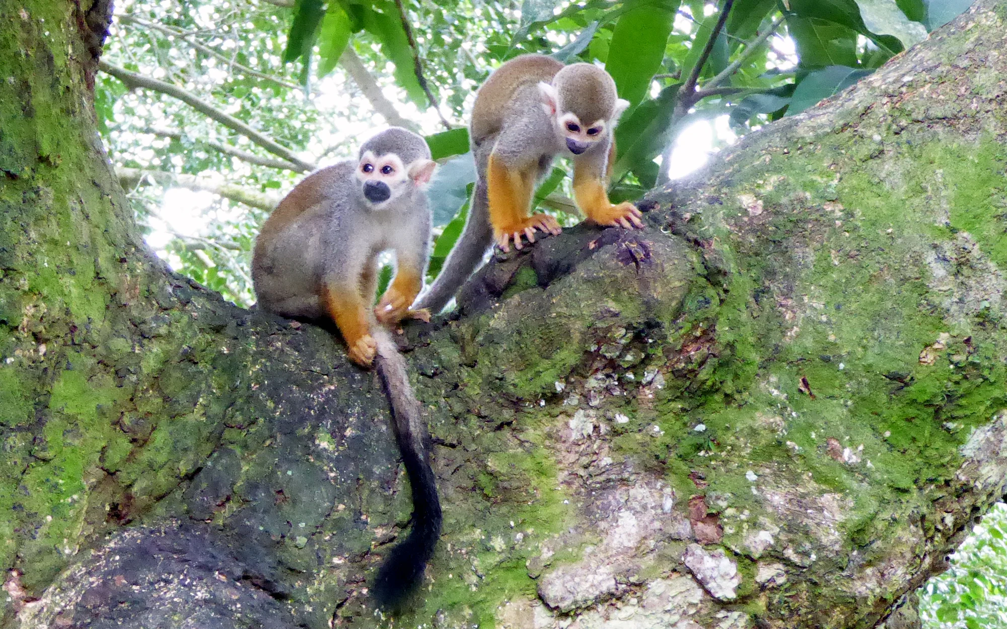 punta-cana-monkeys-2.jpg