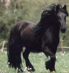 Dale’s pony descendant of Galoway horse