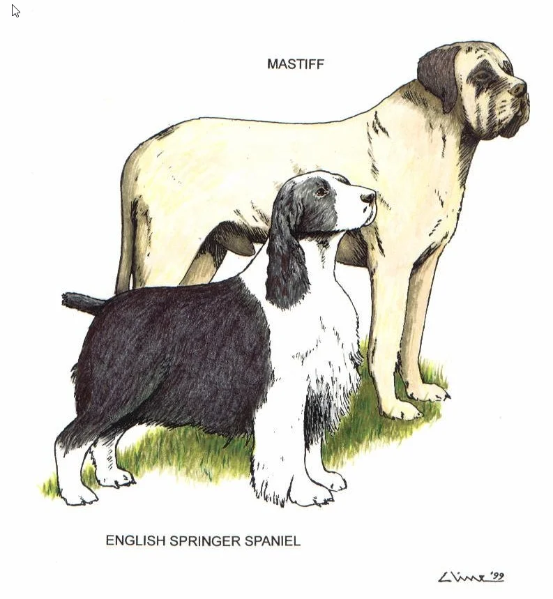 Two Common Breeds of Dog in the 17th Century