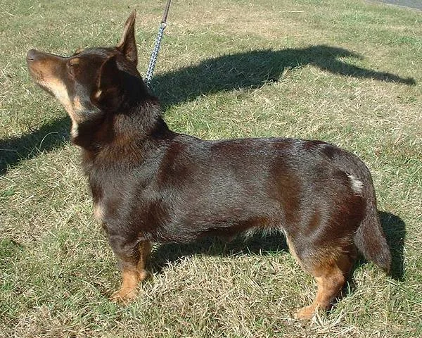 Lancastrian Heeler