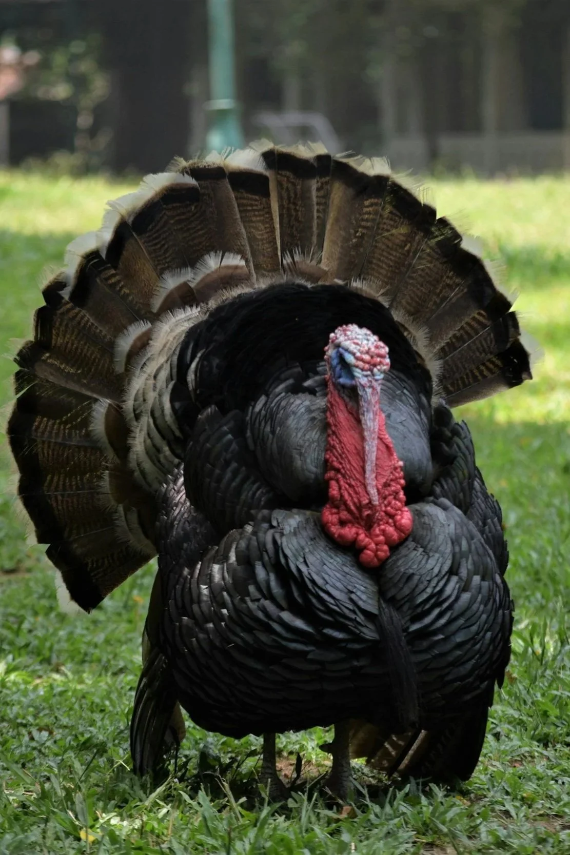 Turkey