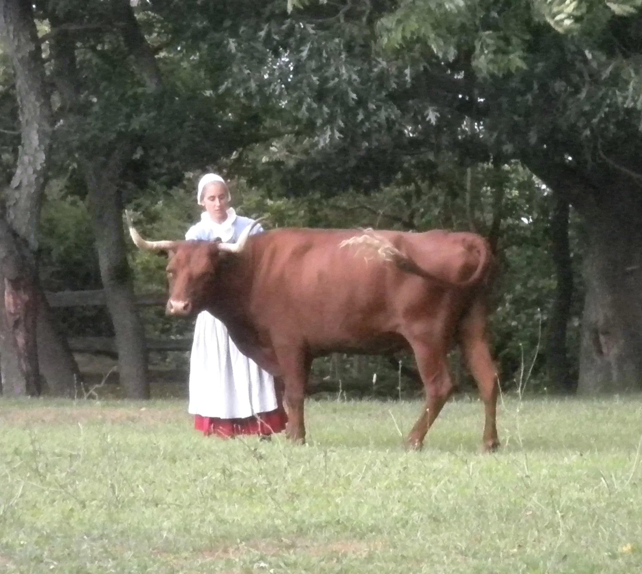 Girl and Cow at Plimouth Plantation