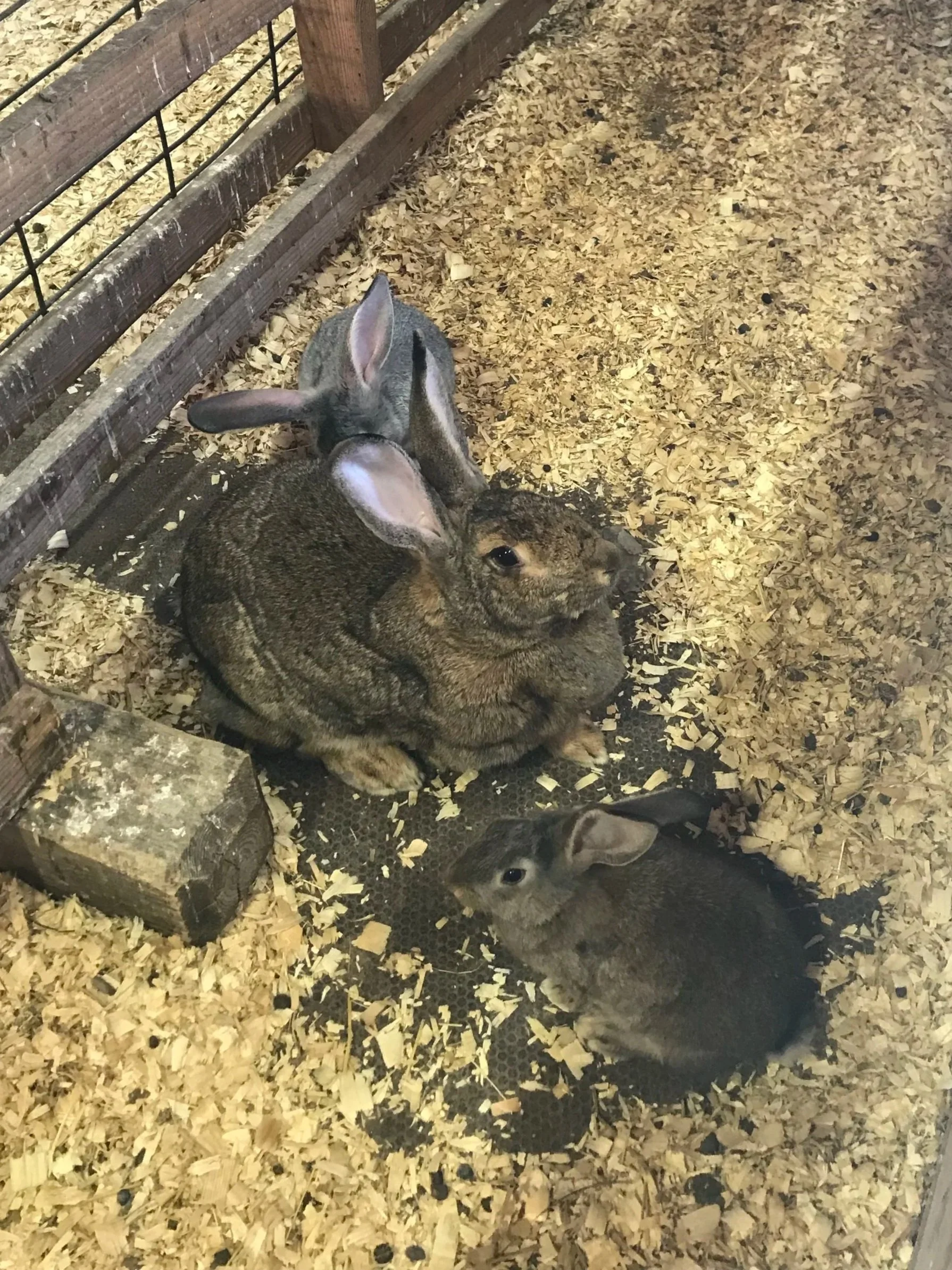 Rabbits at Plimoth Plantation