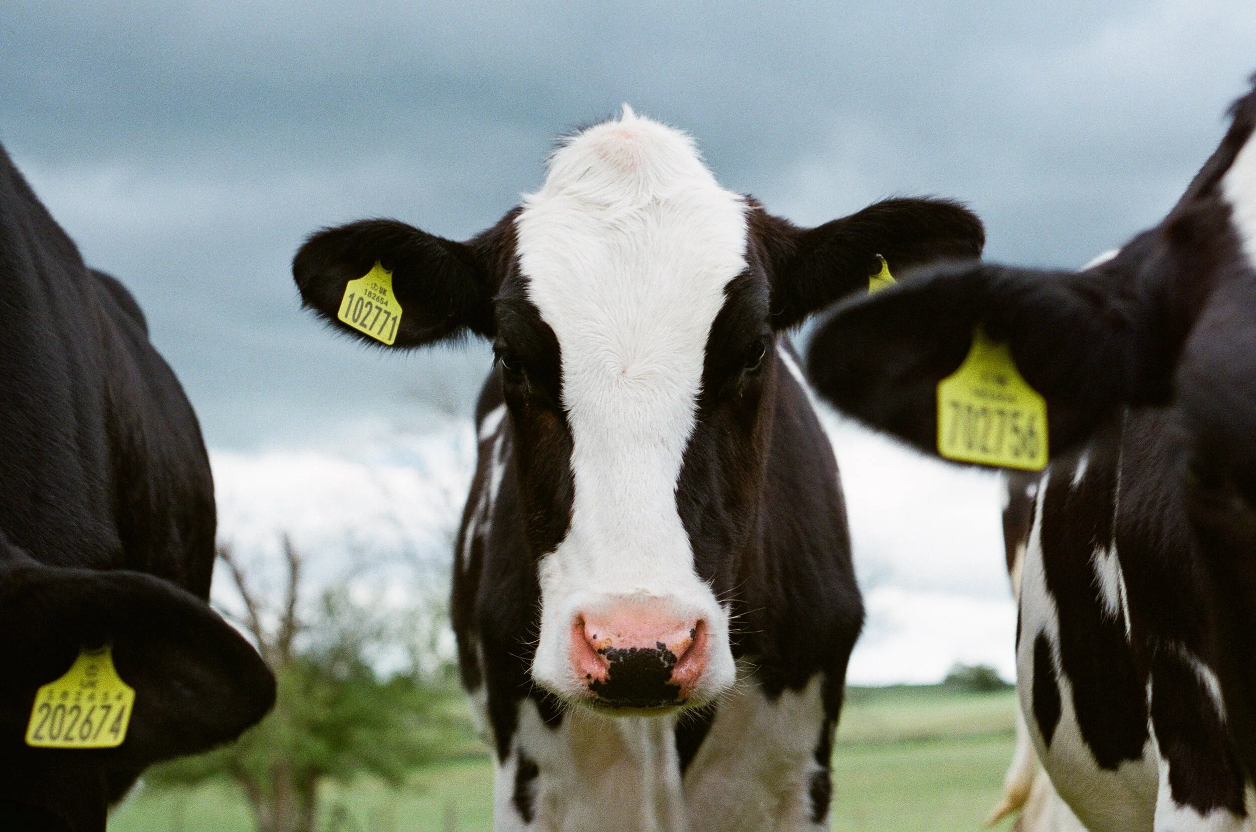 Gasrec helps Arla milk benefits of biomethane