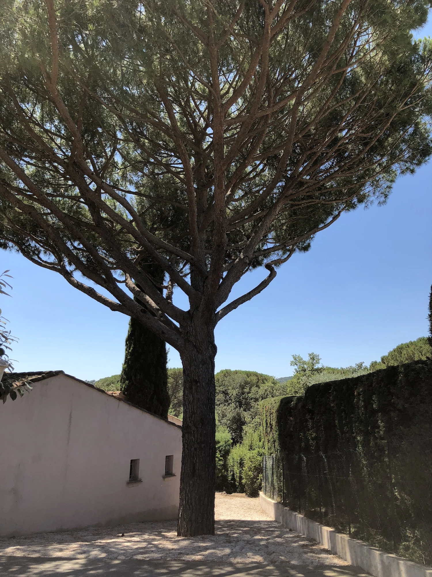 We love this statuesque umbrella pine