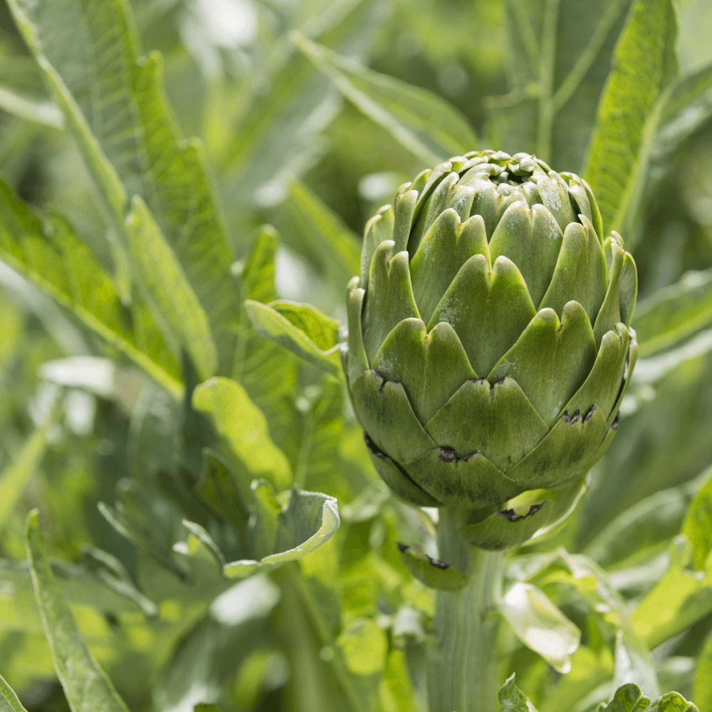 Cynara cardunculus L.