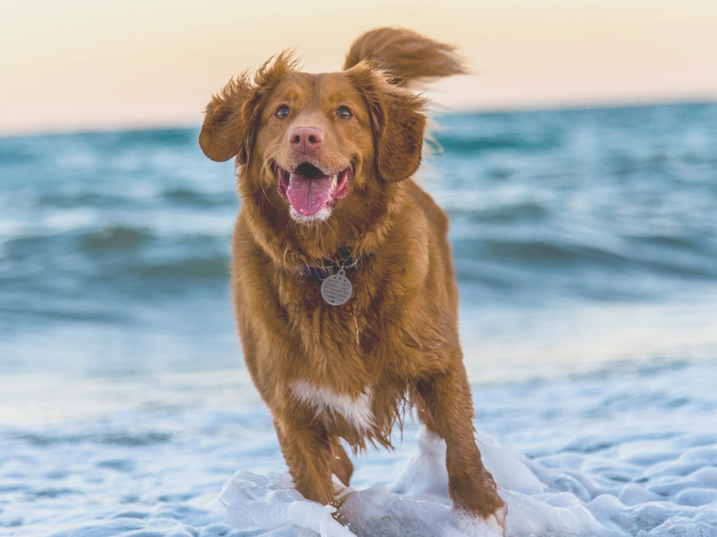 Is your vet website up to speed?