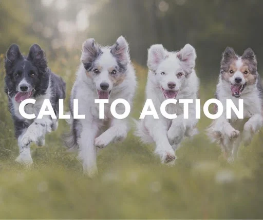 Does your vet practice website have a clear call to action on the homepage? 