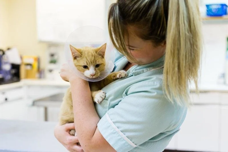 Using photography to market your vets