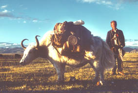 TibetYak1985.jpg