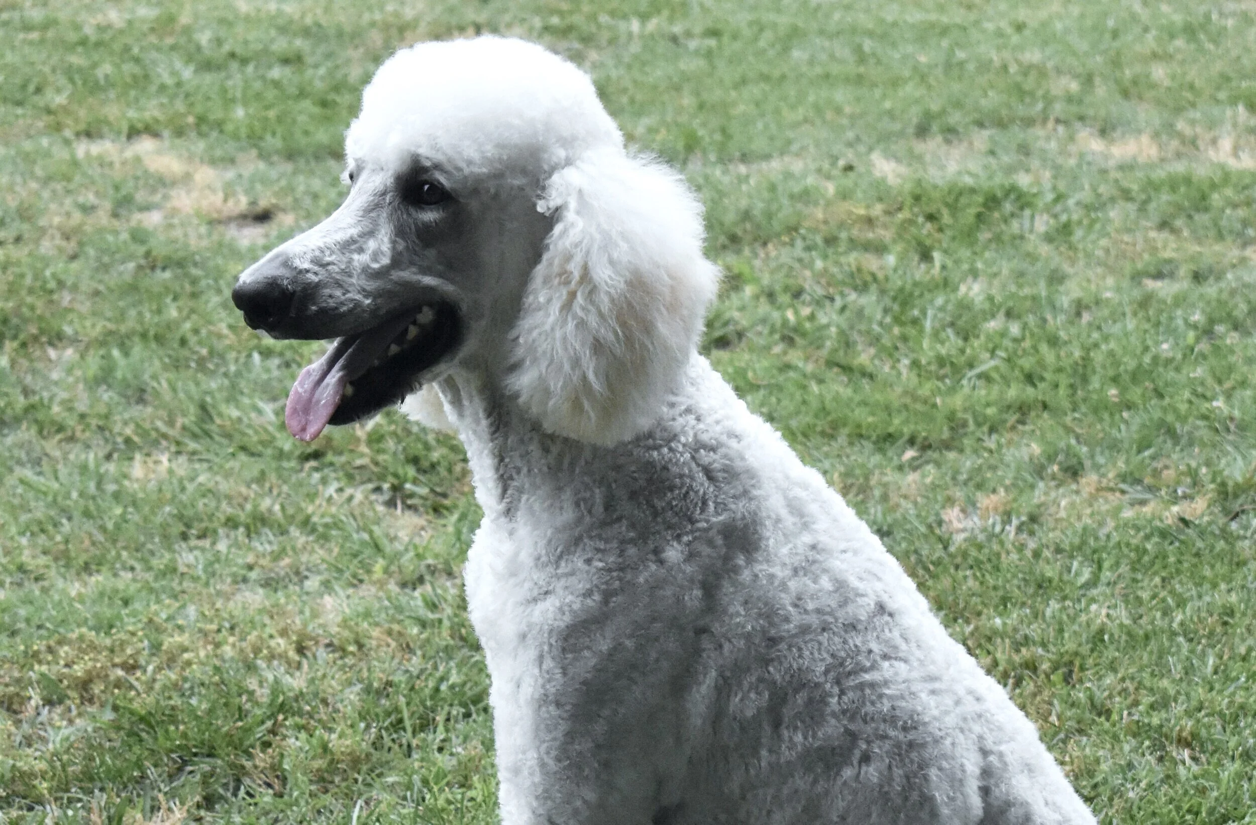 fancy poodle collars