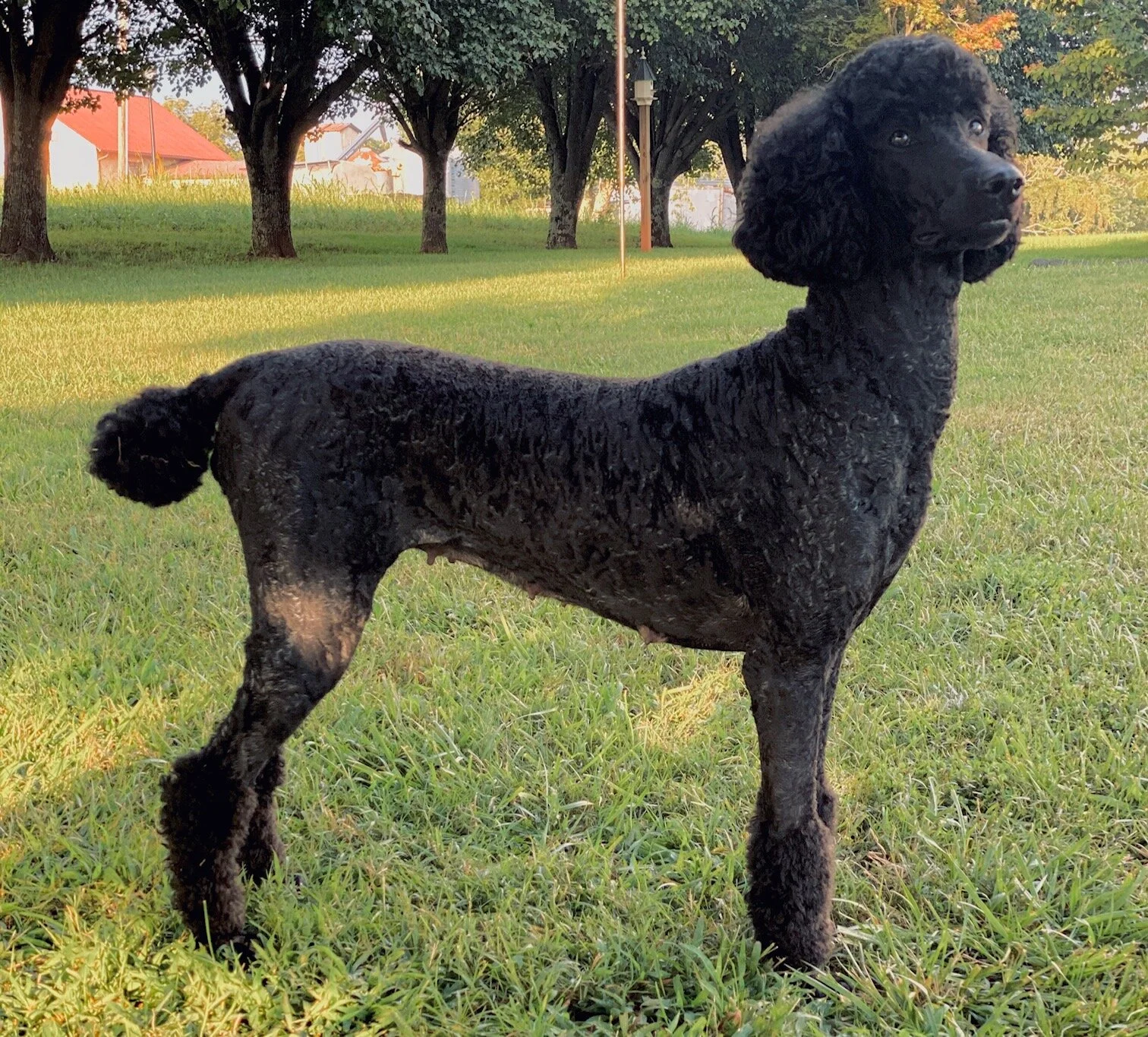 fancy poodle collars