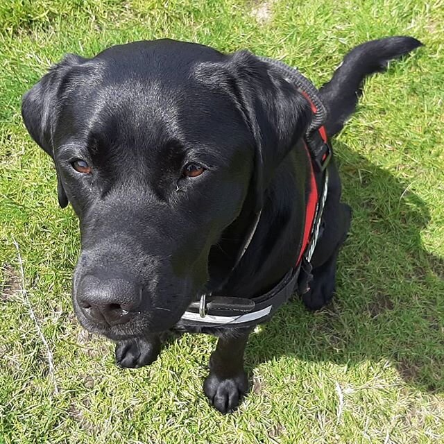 My lovely girl Chani 😍 .
.
.
#blacklab_squad #blacklabsofinstagram #blacklabpuppy #blacklabsofinsta #blacklabsquad #blacklab #blacklabs #blacklabrador #doglovers #dogsofinstagram