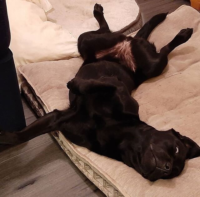 Please can I have a tummy rub before I get out of bed?
.
.
.
#blacklab #blacklabrador #blacklabs #blacklab_squad #blacklabsofinstagram #blacklabpuppy #blacklabsofinsta #blacklabsquad #doglovers #dog #dogsofinstagram #dogs