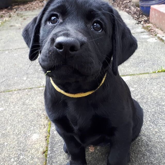 Throwback to last year when Chani was only 8weeks old 😍 .
.
.
#blacklab #blacklabs #blacklab_squad #blacklabrador #blacklabsofinstagram #blacklabpuppy #blacklabsofinsta #blacklabsquad #doglovers #dogs #dog #dogsofinstagram #dogstagram #dogoftheday #