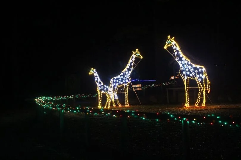 2021 Annual RHF Fundraiser - Southwick's Zoo Illumination