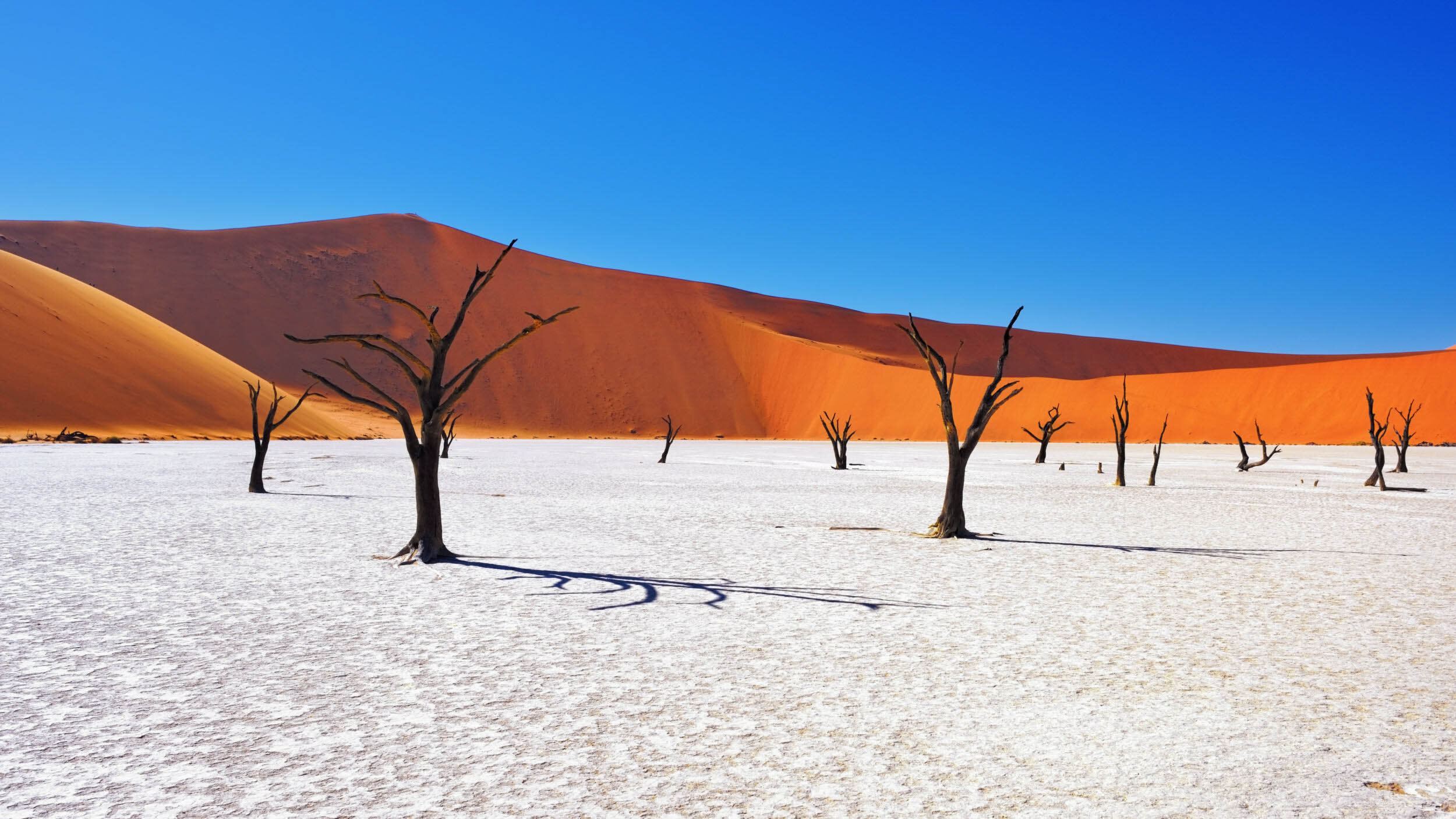 dead trees, in dessert on privately guided safari