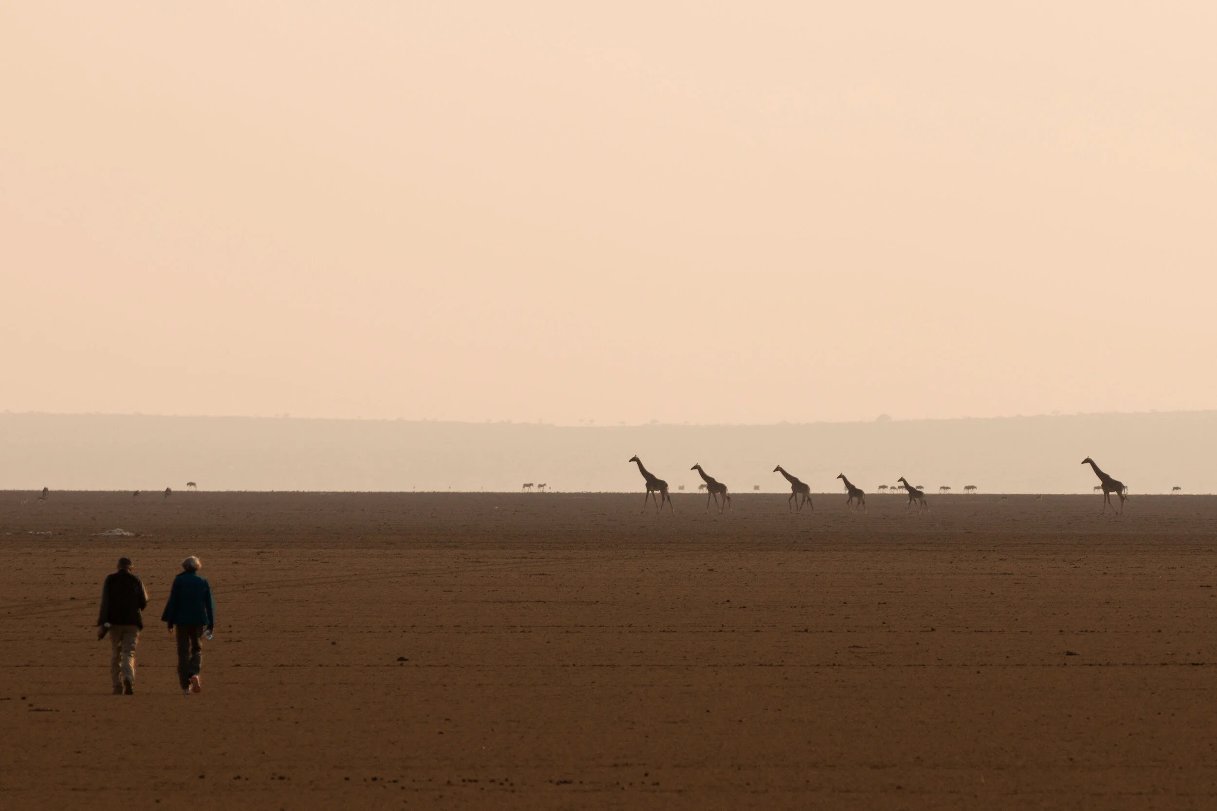 privately guided safari giraffe walk