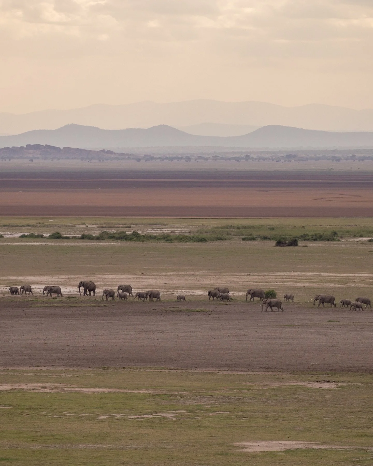 On the western boundary of Amboseli National Park lies Kitirua Conservancy - community-owned Maasai land forming vital wildlife corridors towards Mount Kilimanjaro.

Natural springs and pockets of woodland make this area especially important for elep