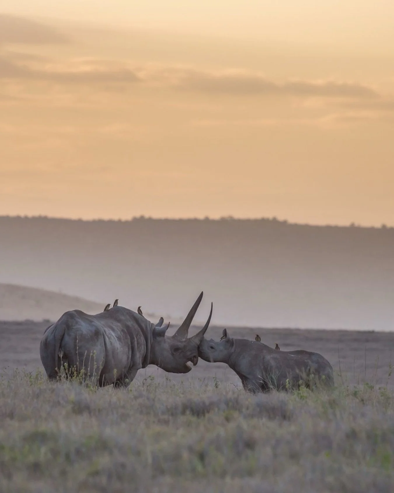 A tender moment on @lewaconservancy 

One of Kenya&rsquo;s most important rhino sanctuaries, Lewa has played a pivotal role in the recovery of both black and white rhino - protecting them across 62,000 acres of carefully managed wilderness.

Protecti