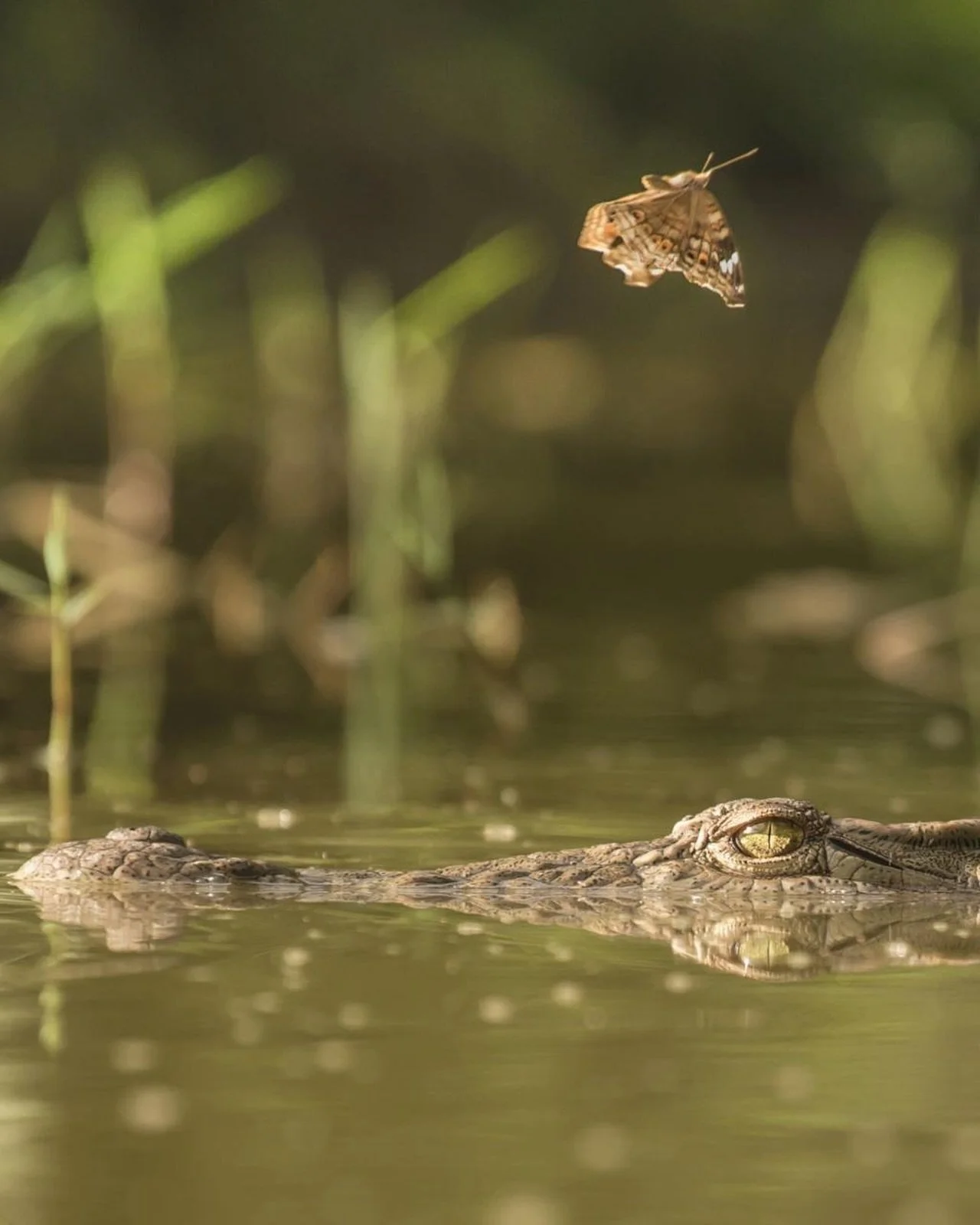 Umani Springs, Kenya | Photography by @finlaymarrian