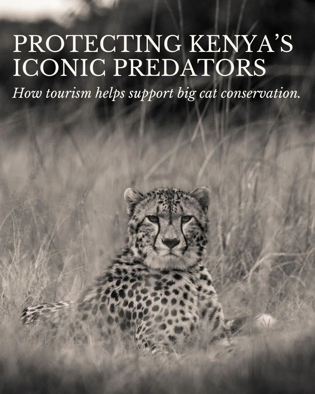 Wildlife doesn&rsquo;t protect itself.

What you&rsquo;re seeing out there - the predators, the space, the freedom to roam - is held in place by people, science, and long-term commitment on the ground.

We&rsquo;re proud to be part of that through ou