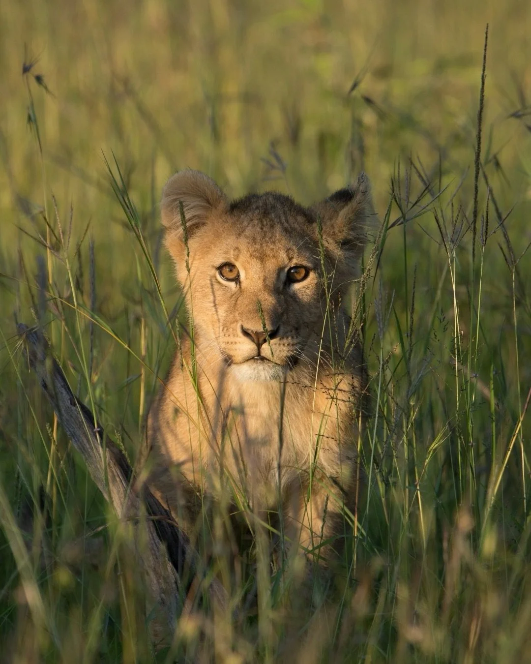 One moment you&rsquo;re watching a young lion, almost hidden in the grass.
The next, you&rsquo;re flying over landscapes few people ever reach.
And by evening, you&rsquo;re back somewhere that feels completely still.

It&rsquo;s the contrast that mak
