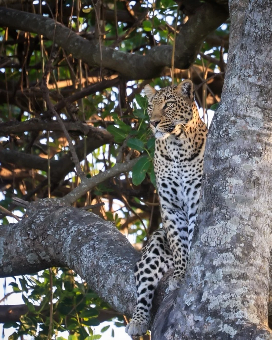 Naibosho Conservancy, Kenya | Photography @finlaymarrian