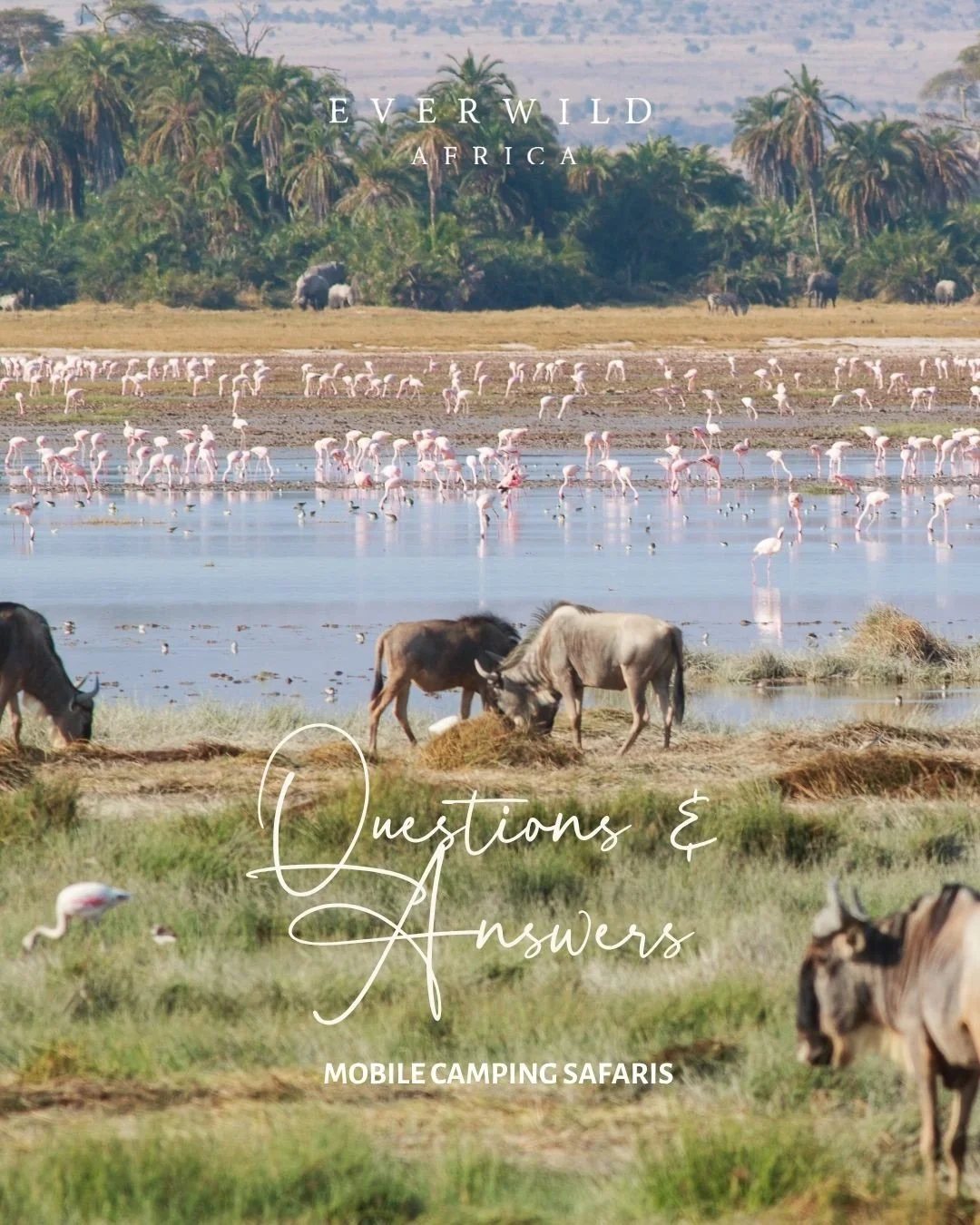 Most people have the same questions when they start thinking about a safari&hellip; 

When to go, how it works, and what it actually feels like.

This is where it begins.

Our Signature Mobile Safaris are one way of experiencing it - shaping each jou
