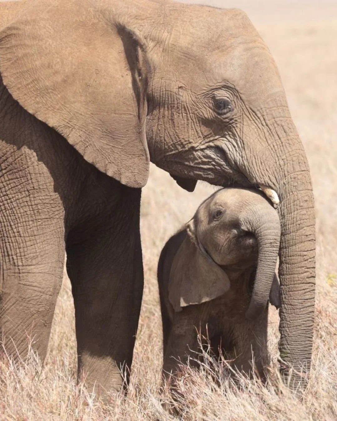 Motherhood looks different everywhere.
Fierce protection. Gentle guidance. Patience. Teaching. Carrying. Watching. Letting go.

Out here you notice it everywhere you look - in elephants shielding their calves, buffalo standing guard, rhino mothers wa
