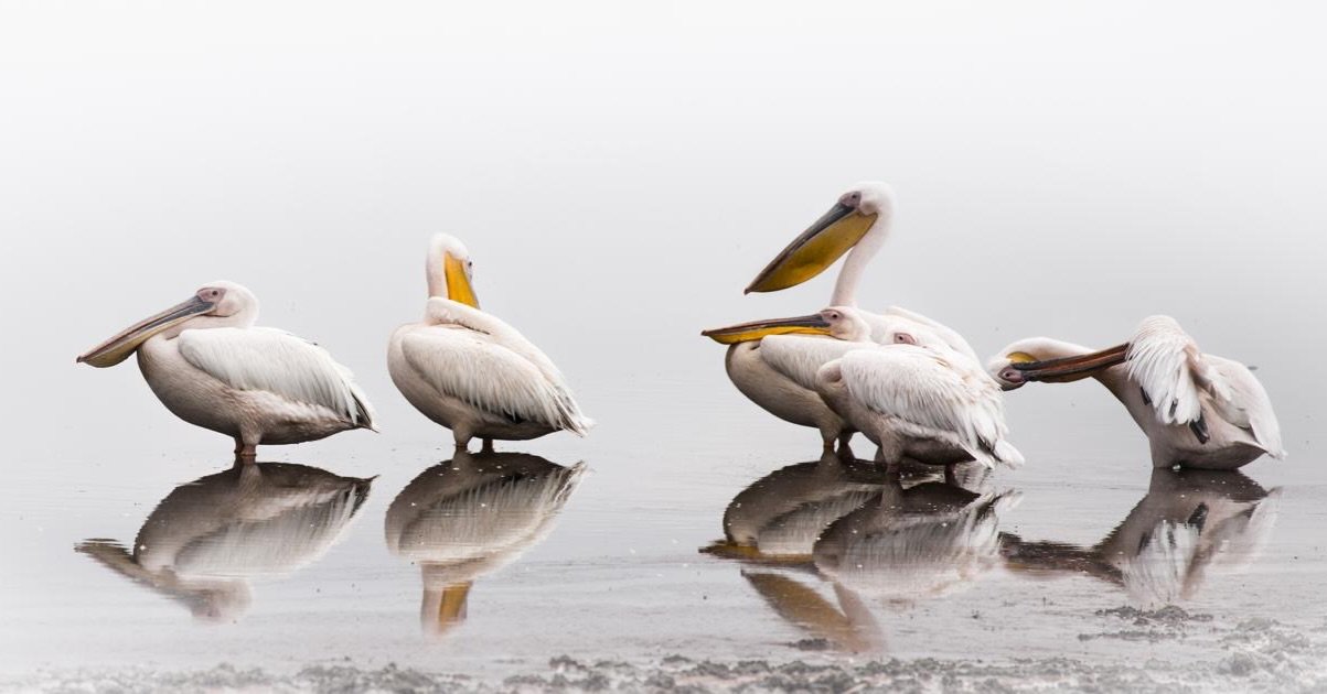 Great White Pelicans, Amboseli | Photographed by @finlaymarrian