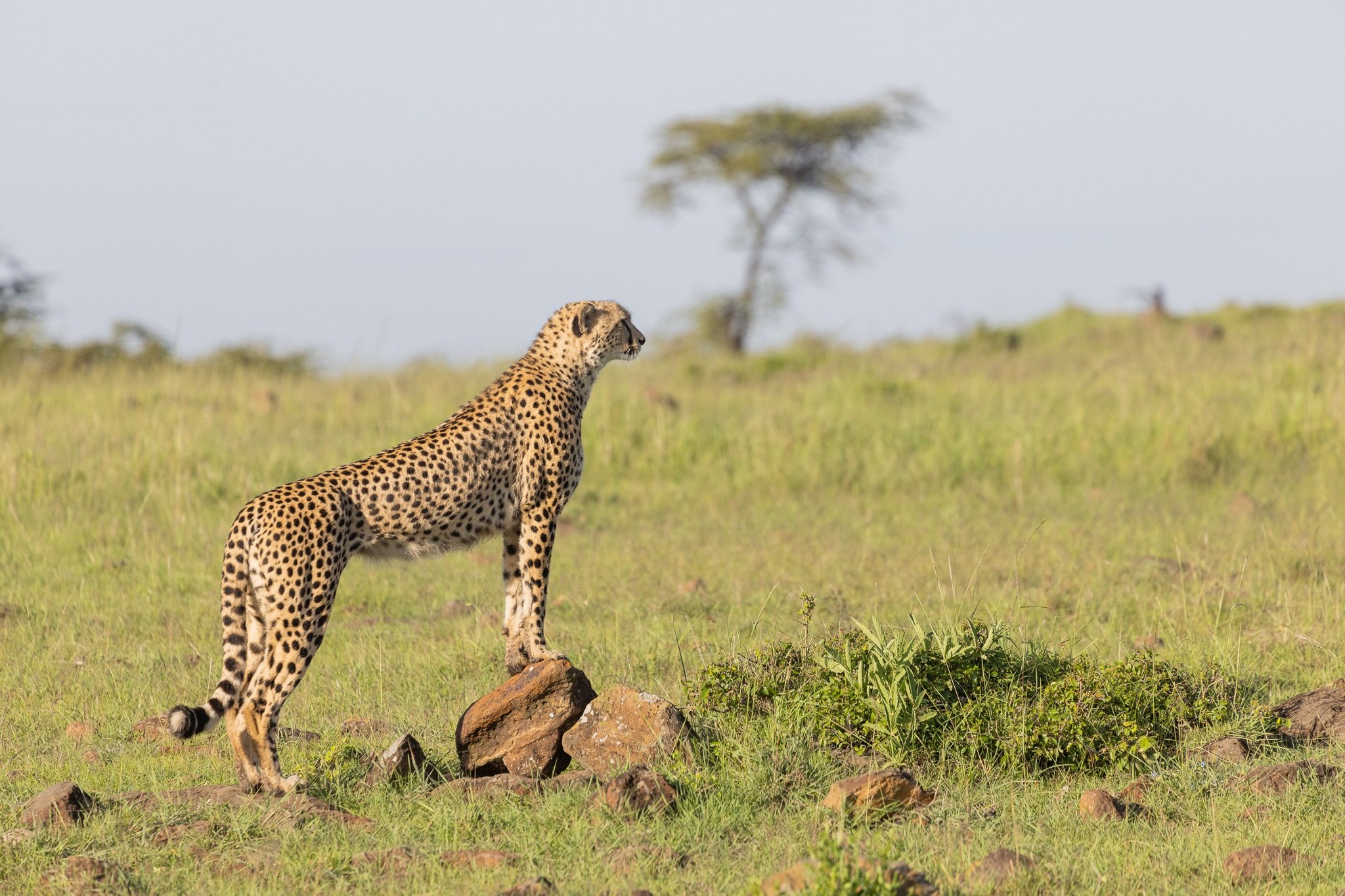 A cheetah has no idea where Kenya ends and Tanzania begins. Photographed in the Mara, this cheetah is part of a landscape that extends far beyond the boundaries we draw on a map.

We&rsquo;re delighted to see the launch of the Transboundary Corridor 