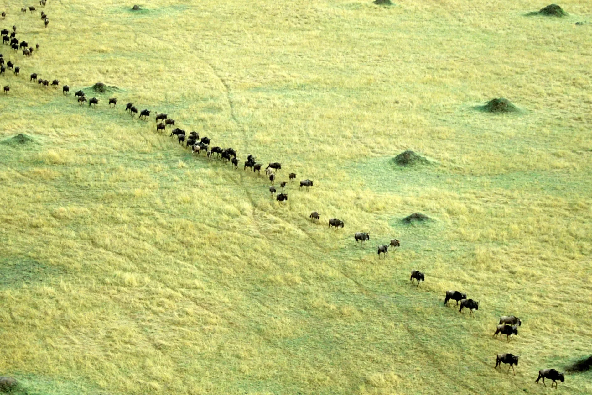 What It’s Really Like to Witness the Great Migration
