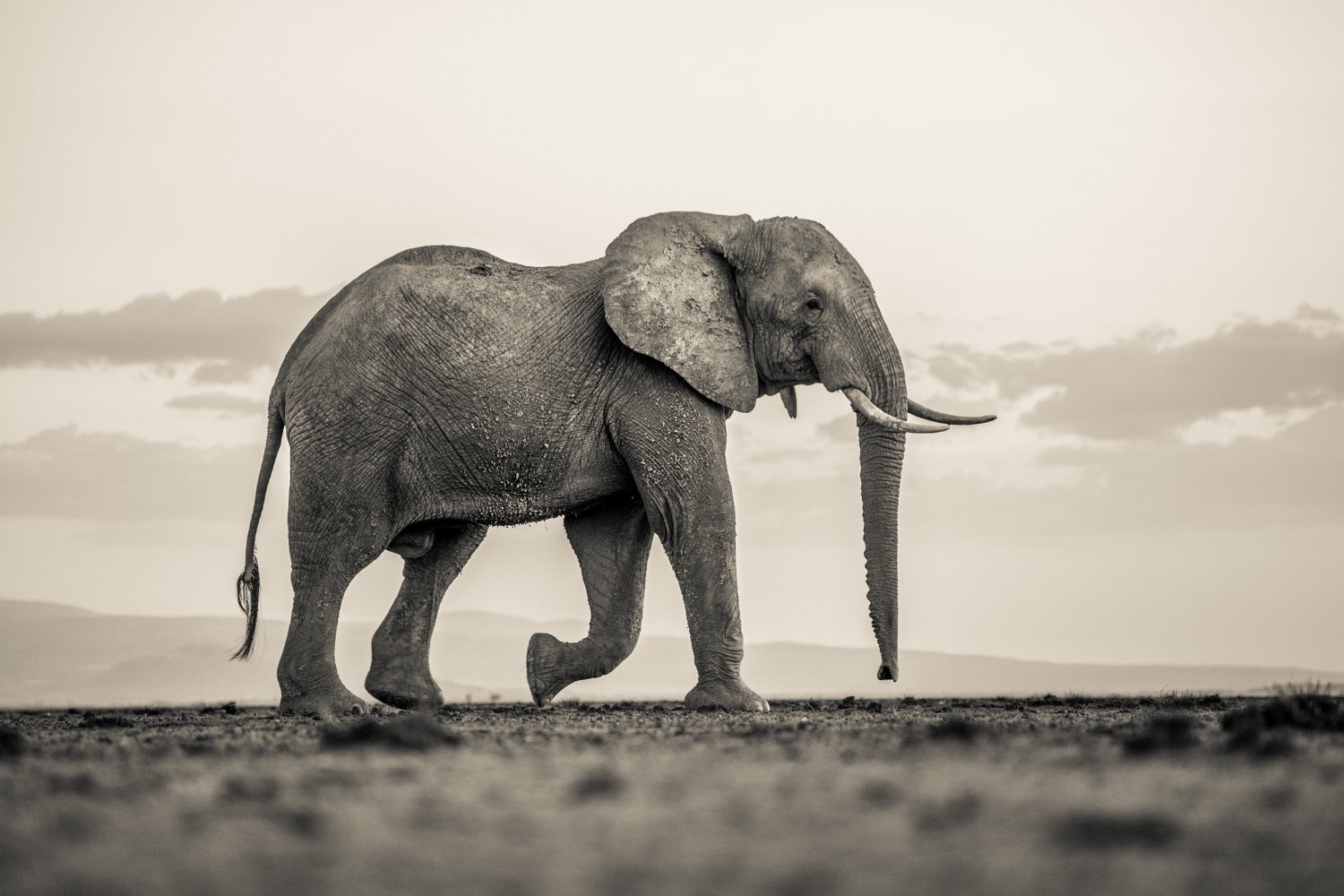 Photography by Finlay Marrian