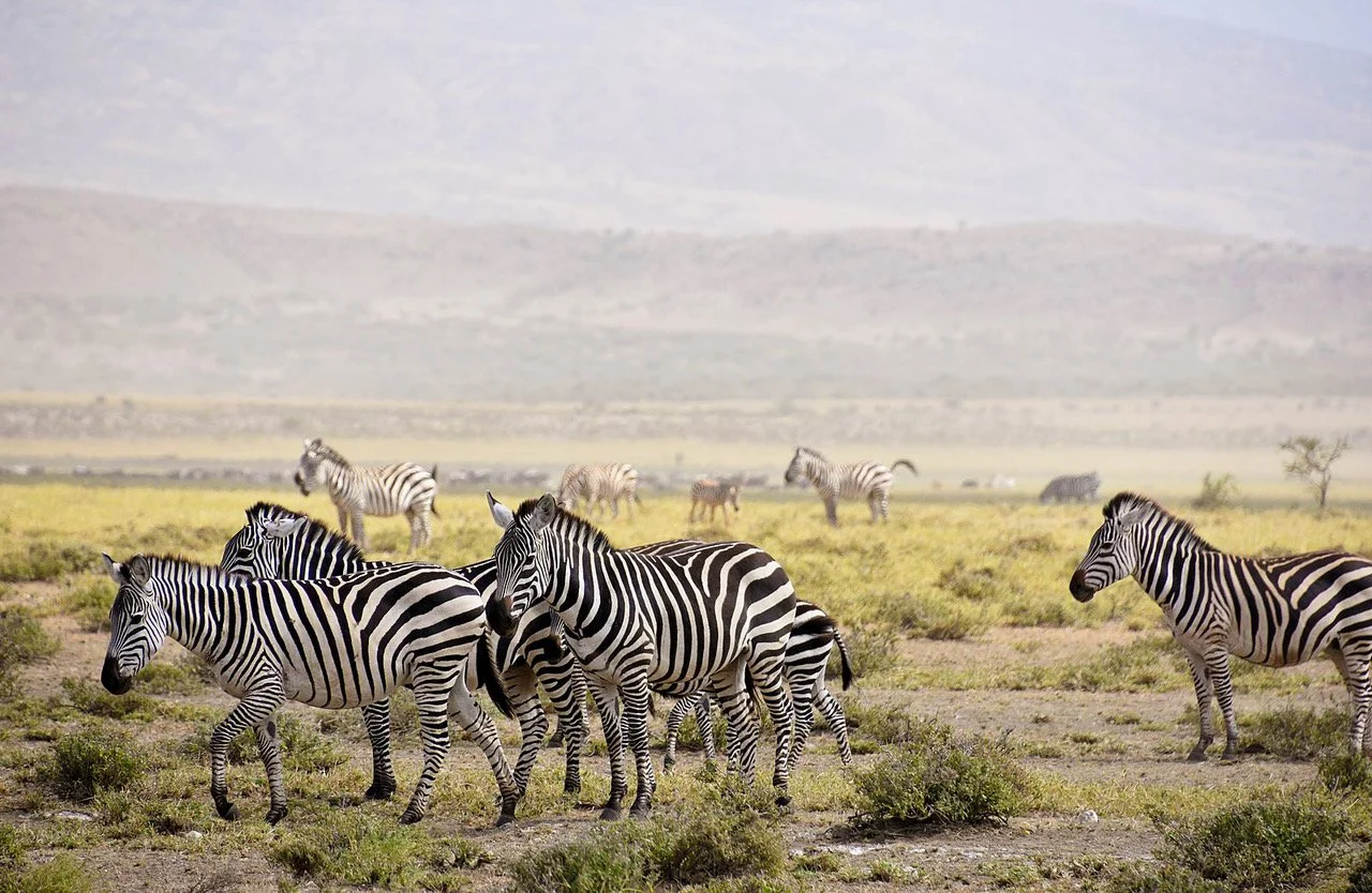 Zebra - Lake natron south.jpeg