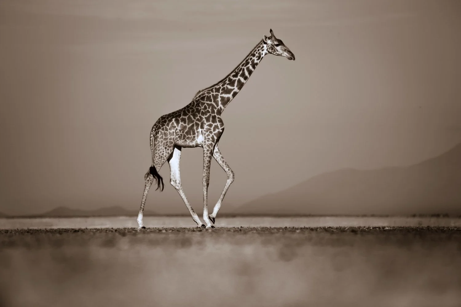 Photography by Finlay Marrian