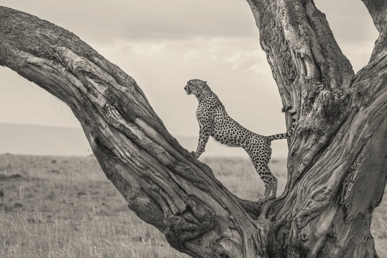 Photography by Finlay Marrian