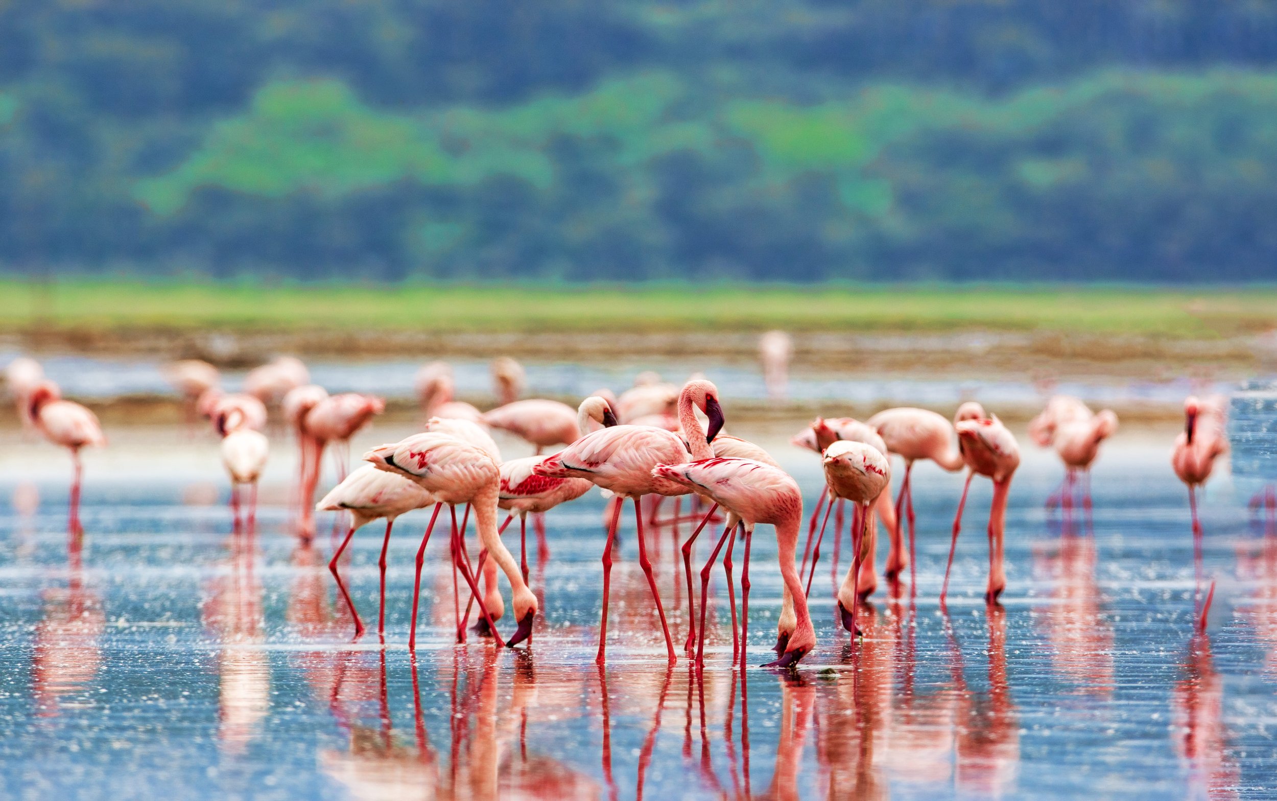 Flamingoes 1.jpg