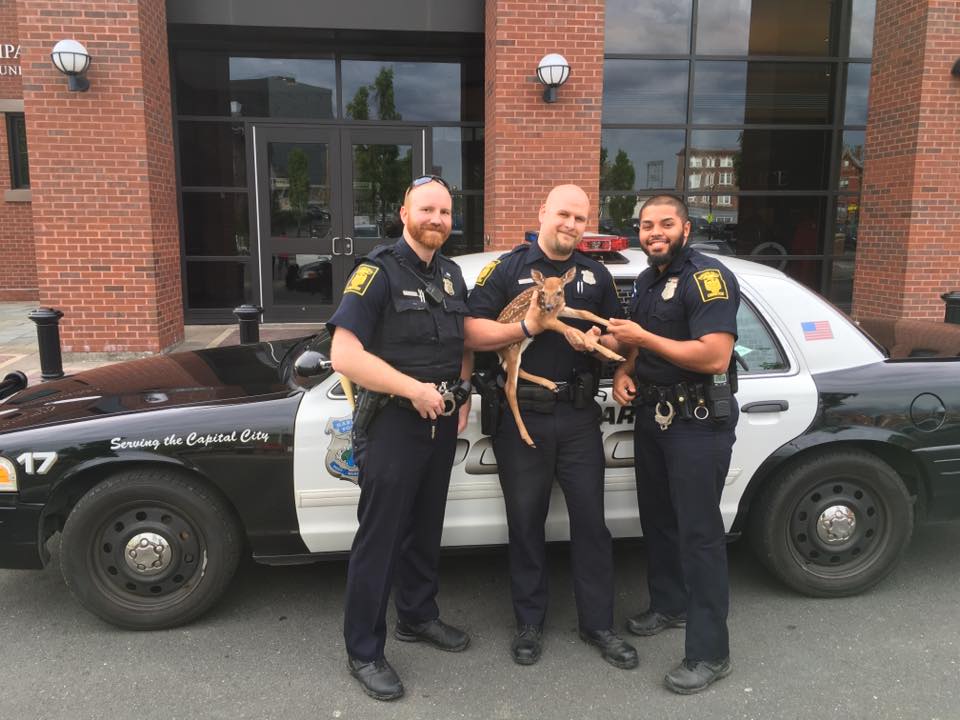 Fawn with Police Officers