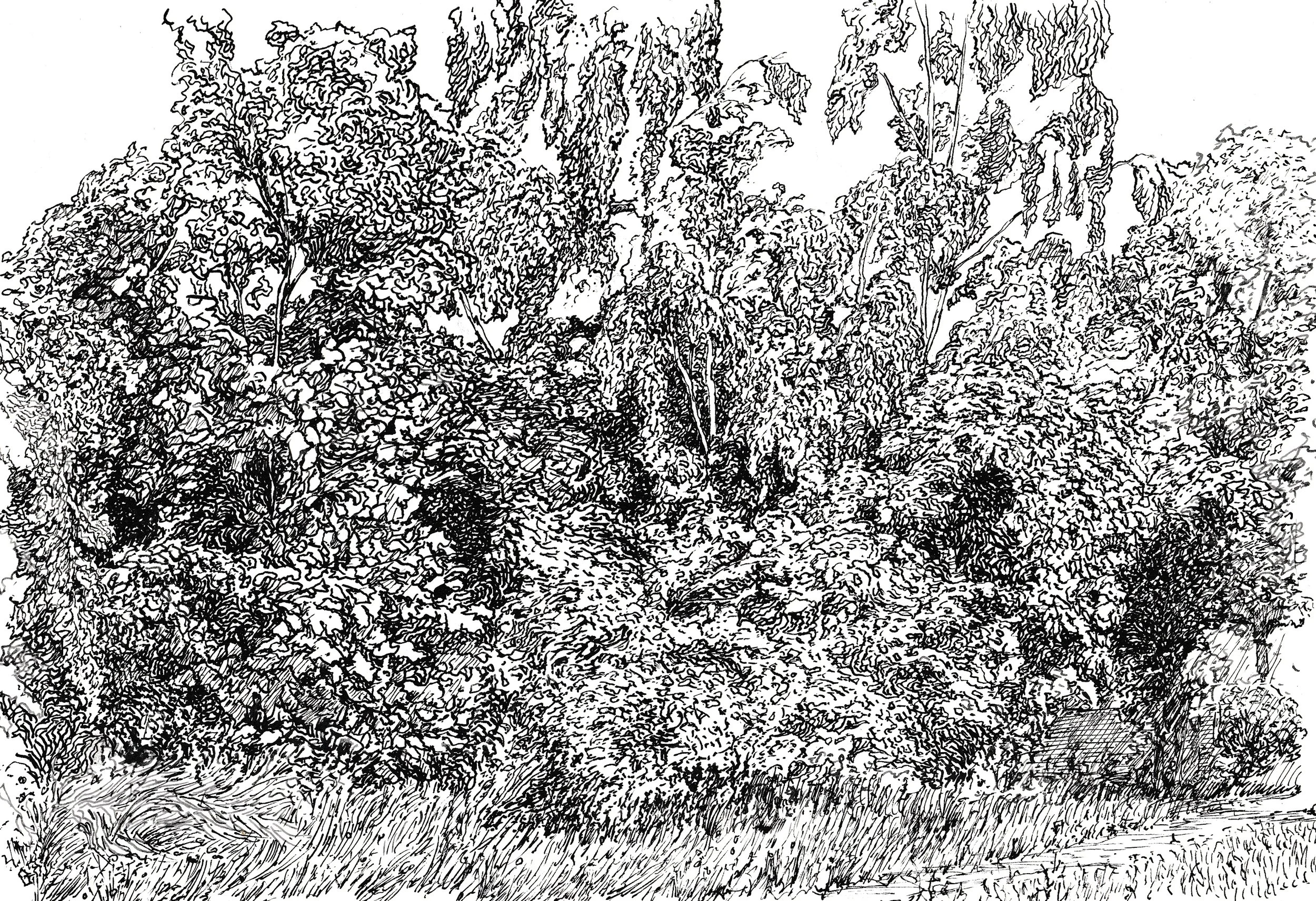 Rhythm of the trees2.jpg