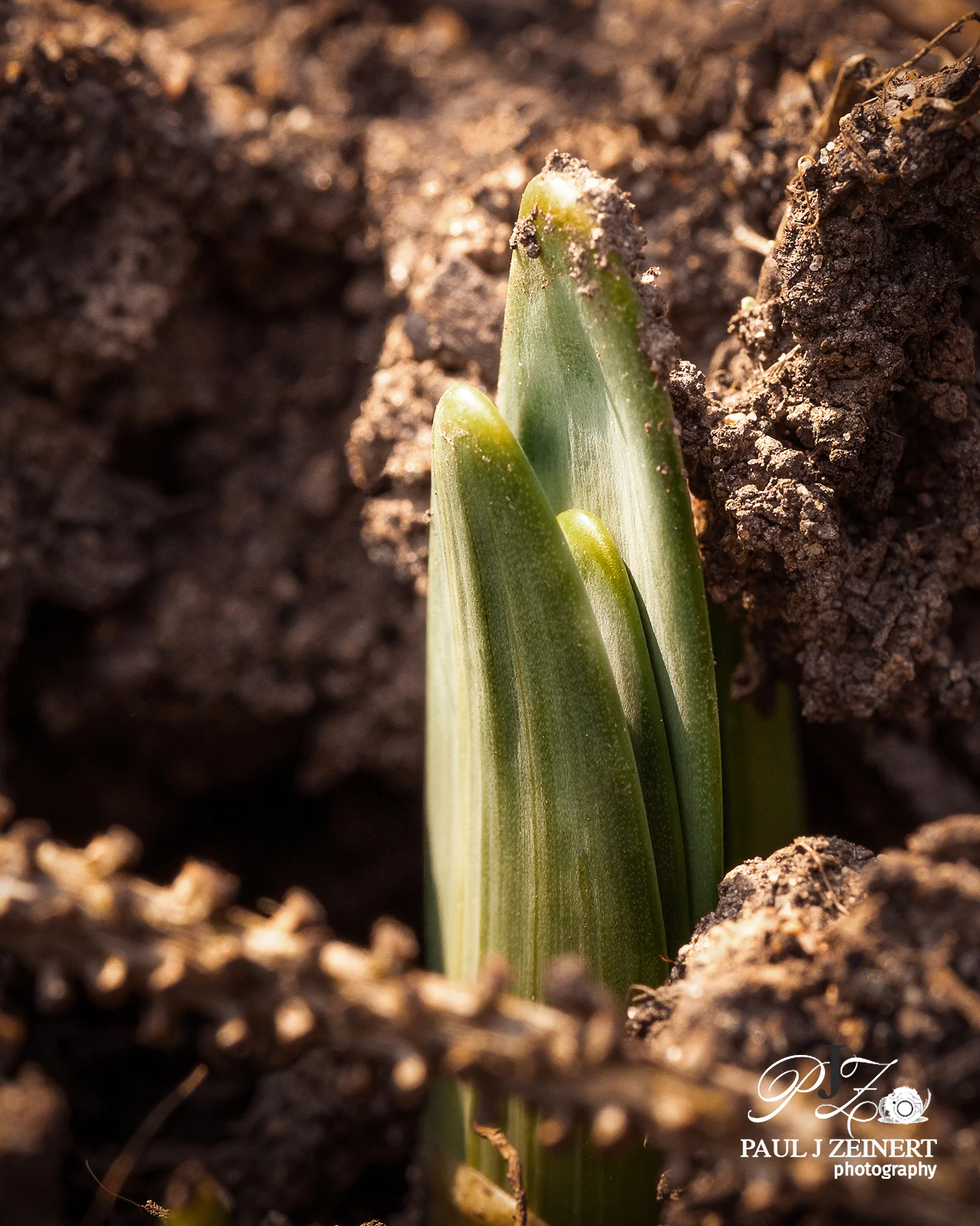 The Beginning Life of the Daffodils