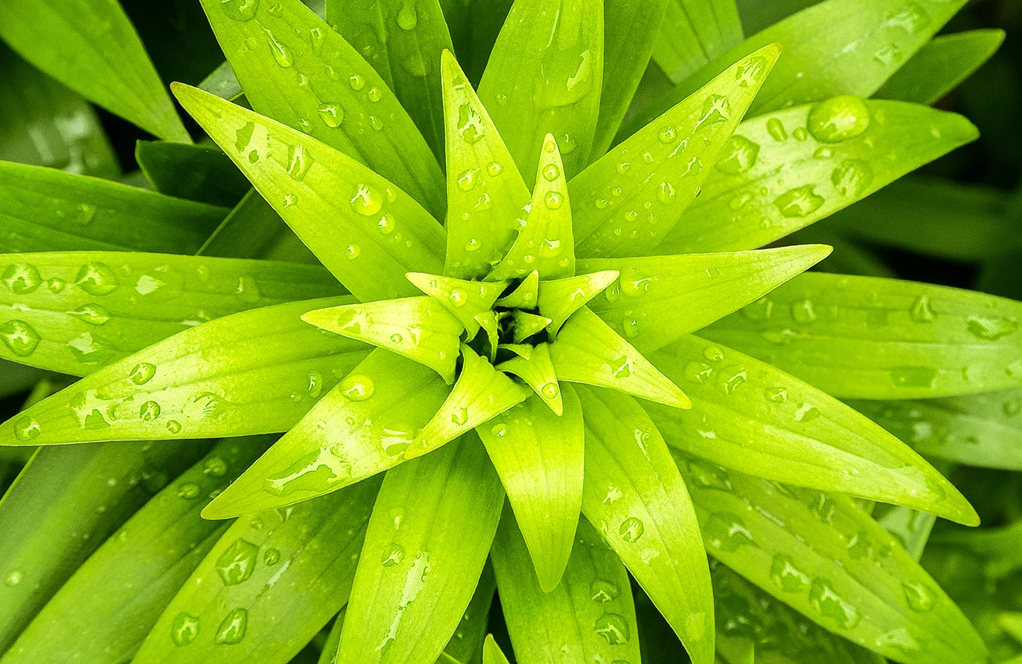 Nature and patterns.jpg