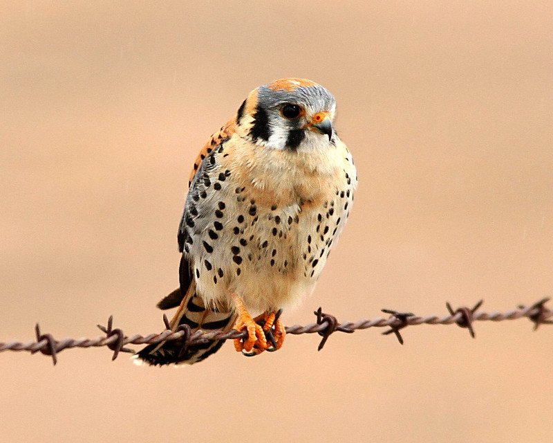 American Kestrel