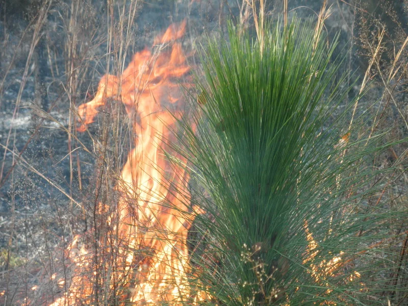 Longleaf seedling photo by John S. Quarterman